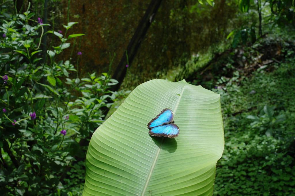 Finca Verde Lodge Bijagua Bagian luar foto