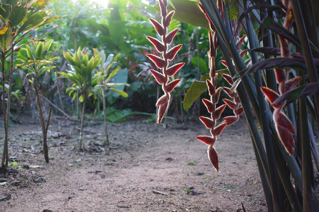 Finca Verde Lodge Bijagua Bagian luar foto
